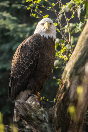 A bald eagle at the National Aviary in Pittsburgh