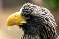 Profile view of the A  Steller’s Sea Eagle at the National Aviary in Pittsburgh