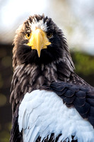A  Steller’s Sea Eagle at the National Aviary in Pittsburgh