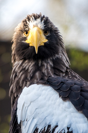 A  Steller’s Sea Eagle at the National Aviary in Pittsburgh