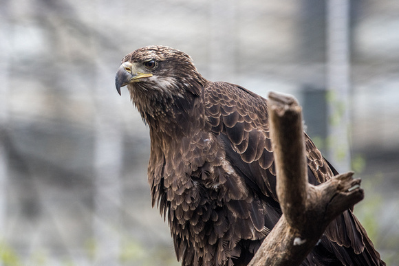 A juvenile bald eagle at the National Aviary in Pittsburgh