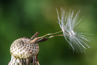 A dandelion seed hangs precariously on the stem