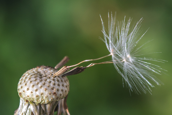 A dandelion seed hangs precariously on the stem
