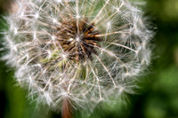 Macro view of a dandelion in the sunlight
