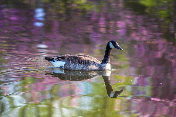 A goose is backdropped by cherry blossoms on the North Side of Pittsburgh