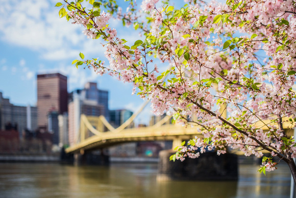 Colorful flowers bloom on the North Shore of Pittsburgh
