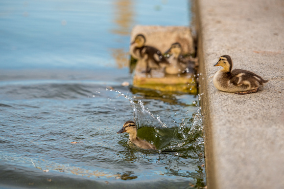 Ducklings splash into the Reflecting Pool in Washington DC