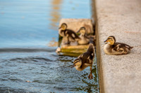 Ducklings jump into the Reflecting Pool in Washington DC