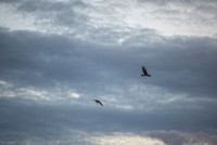 Two golden eagles soar through the sky in Colorado