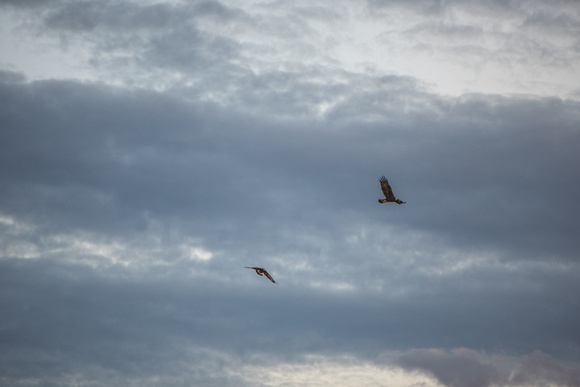 Two golden eagles soar through the sky in Colorado