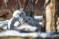 Two snowy owls at the National Aviary in Pittsburgh