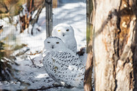 Snowy owls stand in the snow at the National Aviary in Pittsburgh