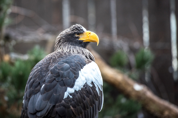 Steller’s Sea Eagle at the National Avuary