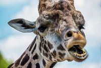 Giraffe eating at the Pittsburgh Zoo