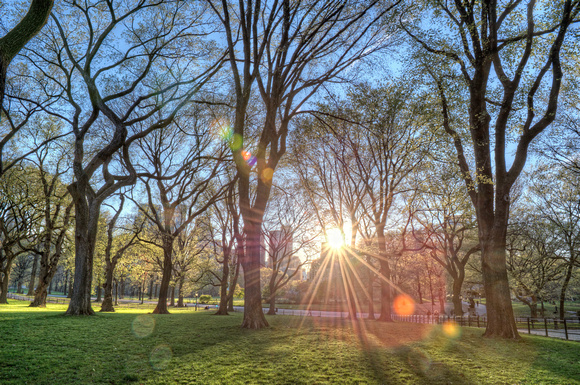 Sunflare through the trees in Central Park HDR