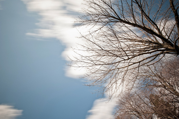 Clouds through a tree branch