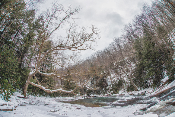 Flatrock and a huge tree at Ohiopyle State Park in the snow
