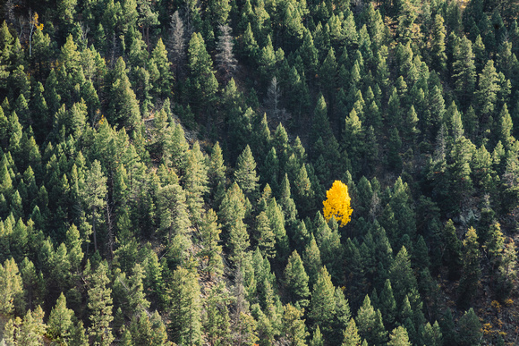 A lone aspen tree shines bright in a sea of evergreens on a hillside in Colorado