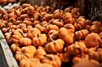 Mini pumpkins
