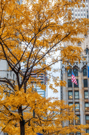 Looking through colorful fall trees in downtown Pittsburgh