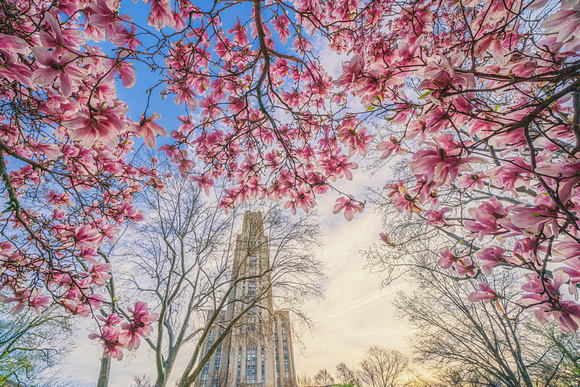 Magnolias frame the Cathedral of Learning