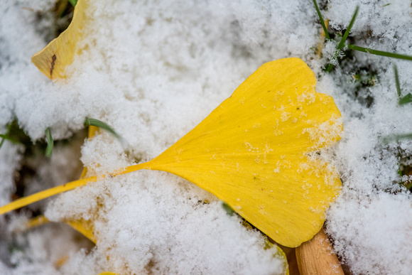 Ginkgo leaves in the snow in Pittsburgh