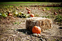 Pumpkin and hay bale