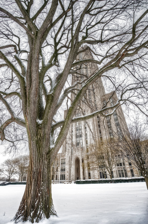 Cathedral of Learning and tree HDR