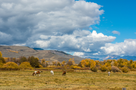 Horses graze on a farm near Gunnison, Colorado