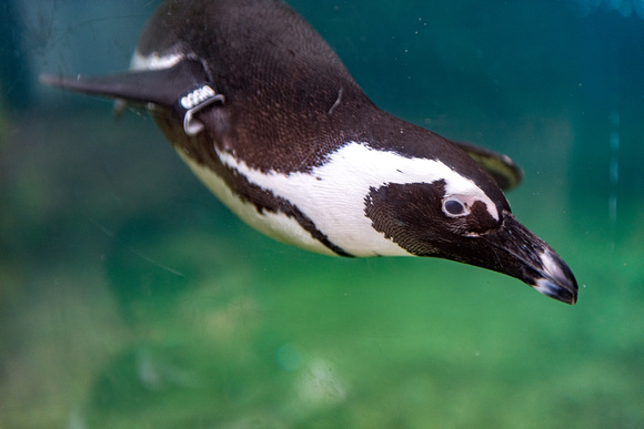 Penguin at the National Aviary