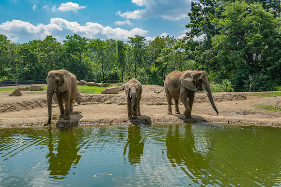 Three elephants reflect in the water at the Pittsburgh Zoo