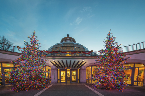Close up of the Christmas trees outside of Phipps Observatory