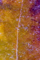 A frosty leaf on the North Side of Pittsburgh
