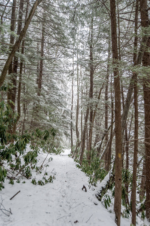 A tree lined, snow covered path at Ohiopyle State Park