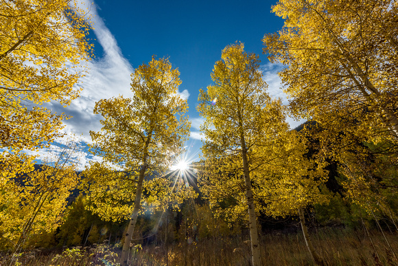 Vibrant aspen trees backlit by the sun at dawn in Colorado