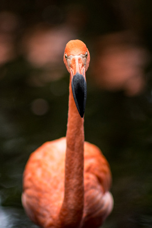 A flamingo at the National Aviary in Pittsburgh