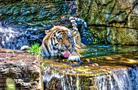 Tiger sitting in the pool at the zoo