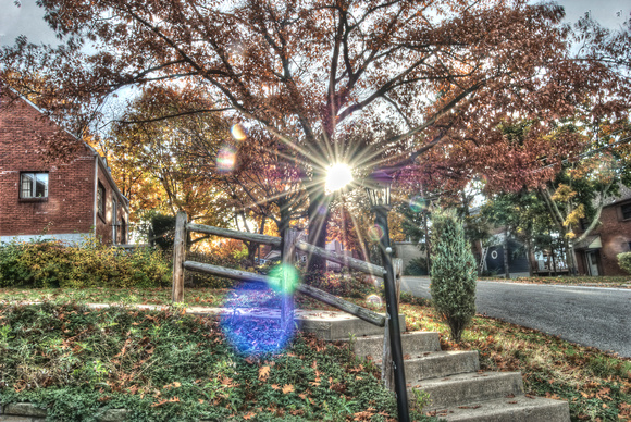 Sunflare through a tree in the fall HDR