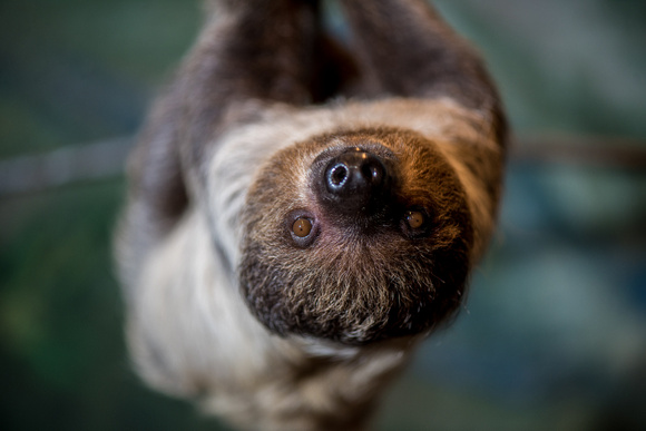 Valentino the sloth at the National Aviary in Pittsburgh
