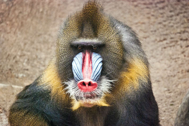 Dave DiCello Photography | Animals | Mandarin at the Pittsburgh Zoo