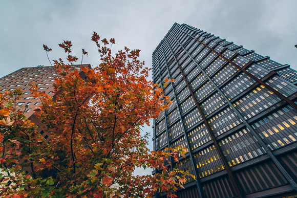Fall leaves and the Steel Building in downtown Pittsburgh