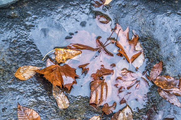 Leaves sit in a puddle at Ohiopyle State Park by the natural rock slides in fall HDR