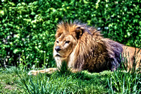 Lion at the zoo