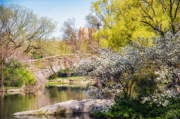 A spring scene in Central Park New York City
