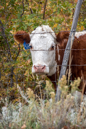 A cow looks through the fence in Colorado along Last Dollar Road
