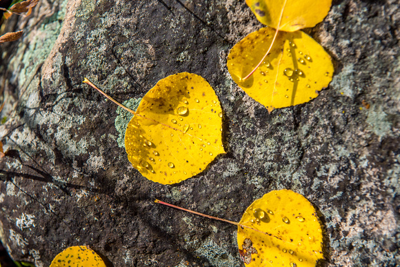 Aspen leaves sit on a rock in the fall in Colorado