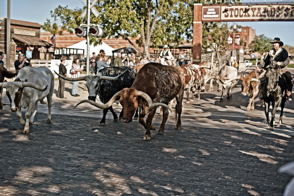 Cattle drive at the Ft. Worth Stockyards