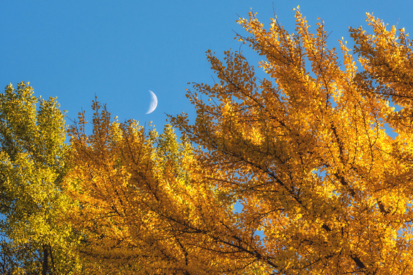 The crescent moon sits in the beautiful fall colors of Pittsburgh's North Side