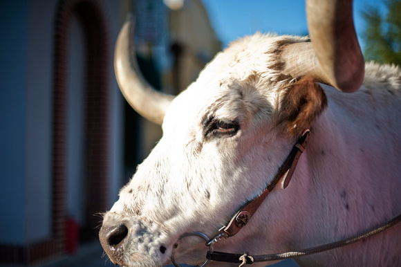Steer in the Ft. Worth Stockyards
