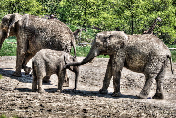 Mother and Baby Elephant at the Pittsburgh Zoo
